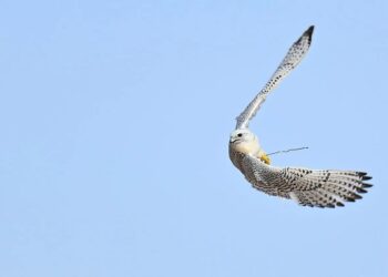 منافسة حامية في اليوم الرابع من كأس الطائف للصقور