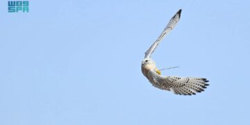 منافسة حامية في اليوم الرابع من كأس الطائف للصقور