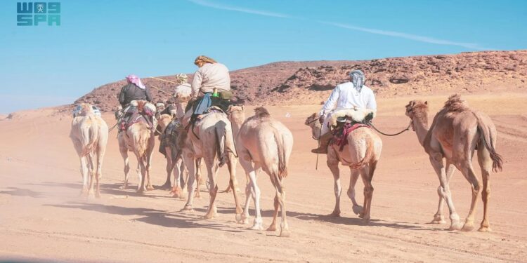 رحّالة بريطانيون يقطعون 500 كم على ظهور الإبل داخل محمية الملك سلمان الملكية في رحلة استكشافية فريدة
