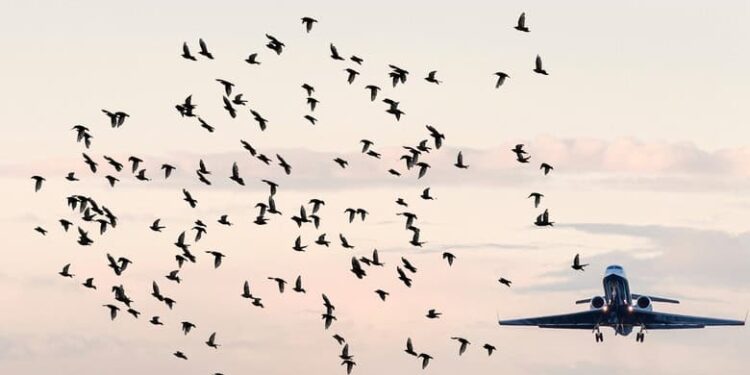 ماذا يحدث عندما يصطدم طائر بمحرك الطائرة؟ (فيديو)