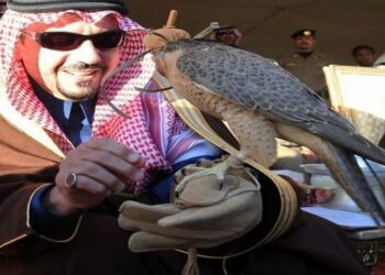 أمانة القصيم تطلق مهرجان الصقور بالأسياح لتعزيز التراث الثقافي السعودي