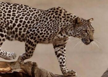 كاكست تنجح في ابتكار أول جينوم للنمر العربي في المملكة