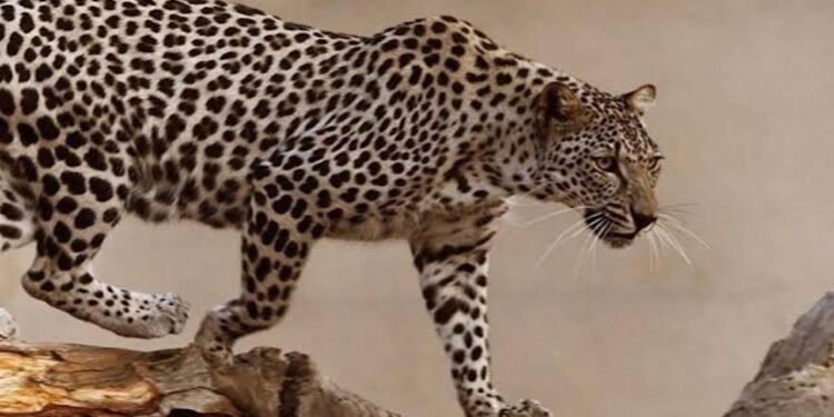 كاكست تنجح في ابتكار أول جينوم للنمر العربي في المملكة