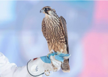 مهرجان الصقور بالقصيم.. احتفال بالتراث السعودي في محافظة الأسياح (إنفوجراف)