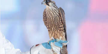 مهرجان الصقور بالقصيم.. احتفال بالتراث السعودي في محافظة الأسياح (إنفوجراف)