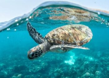 علماء سعوديون يستخدمون السلاحف لتحديد مواقع الأعشاب البحرية بنجاح