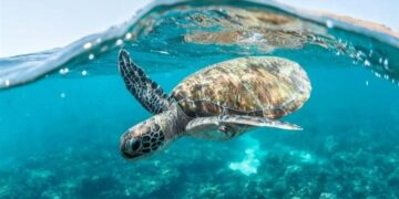 علماء سعوديون يستخدمون السلاحف لتحديد مواقع الأعشاب البحرية بنجاح