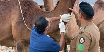 حظائر الإبل تهدد سلامة المسافرين على طريق مكة – جدة.. ومطالبات بتدخل عاجل