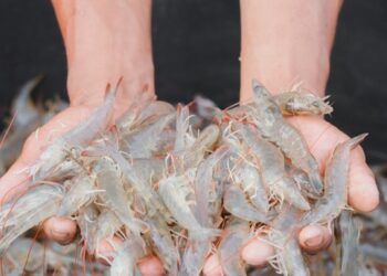 «نقوا».. أكبر مزرعة روبيان في العالم (إنفوجراف)