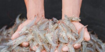 «نقوا».. أكبر مزرعة روبيان في العالم (إنفوجراف)