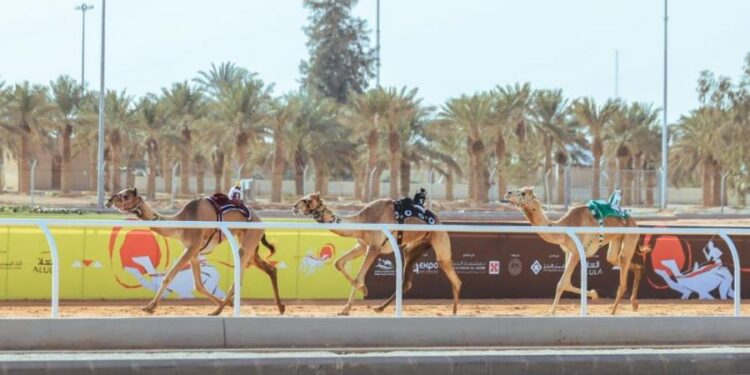 ملاك السعودية يتصدرون منافسات مهرجان خادم الحرمين الشريفين للهجن