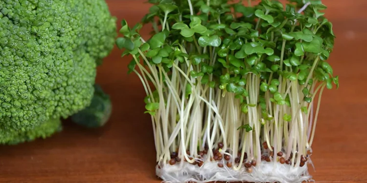 مركب طبيعي في البروكلي يساهم في تحسين مستويات السكر في الدم لدى مرضى مقدّمات السكري