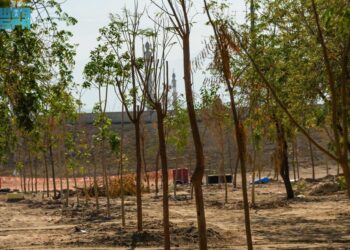 “كدانة” تطلق مبادرة “المشاعر الخضراء” بزراعة 20 ألف شجرة بالمشاعر المقدسة في المرحلة الأولى