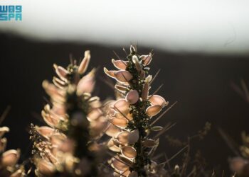 “شجيرة القتاد” تسهم في التنوع البيئي بالحدود الشمالية