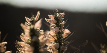 “شجيرة القتاد” تسهم في التنوع البيئي بالحدود الشمالية