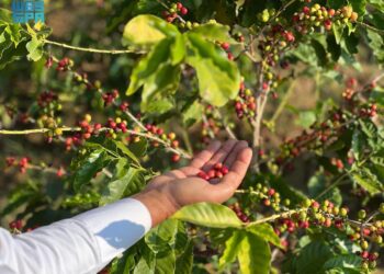 انطلاق مهرجان البُن السعودي الثاني في رجال ألمع الجمعة القادمة