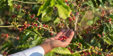 انطلاق مهرجان البُن السعودي الثاني في رجال ألمع الجمعة القادمة