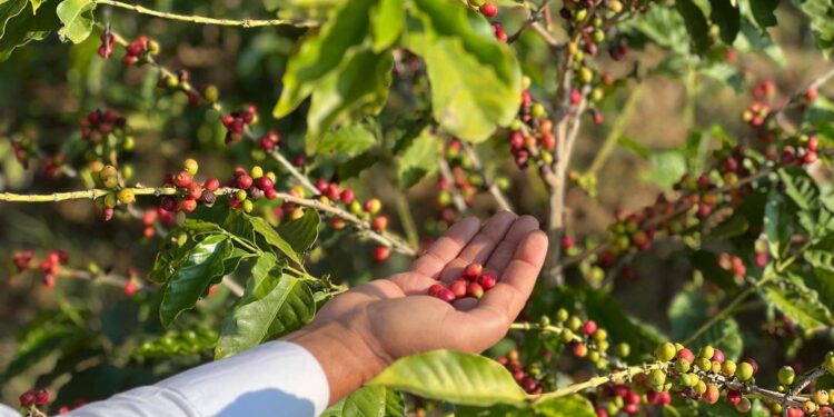 انطلاق مهرجان البُن السعودي الثاني في رجال ألمع الجمعة القادمة