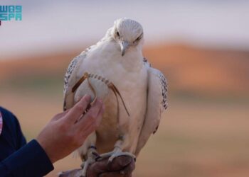 الصيد المستدام في محمية الشمال.. تجربة متكاملة تعزز التراث وتحافظ على البيئة