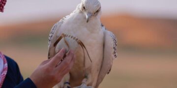 الصيد المستدام في محمية الشمال.. تجربة متكاملة تعزز التراث وتحافظ على البيئة