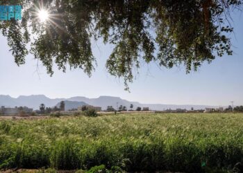 سنابل القمح بحقول نجران.. تبشّر بموسم حصاد وفير يعزز الأمن الغذائي