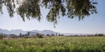 سنابل القمح بحقول نجران.. تبشّر بموسم حصاد وفير يعزز الأمن الغذائي