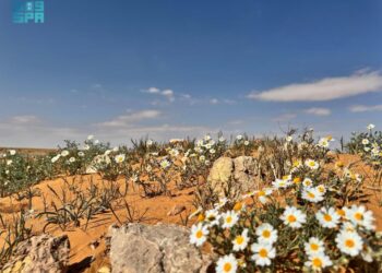 زهور الأقحوان ترسم لوحات فنية في السهول الرملية بمنطقة الجوف