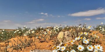 زهور الأقحوان ترسم لوحات فنية في السهول الرملية بمنطقة الجوف