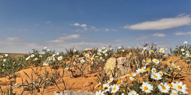 زهور الأقحوان ترسم لوحات فنية في السهول الرملية بمنطقة الجوف