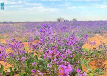 زهرة الخزامى.. حوّلت الصحراء في قرية سامودة إلى لوحة جمالية