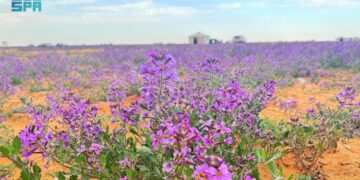 زهرة الخزامى.. حوّلت الصحراء في قرية سامودة إلى لوحة جمالية