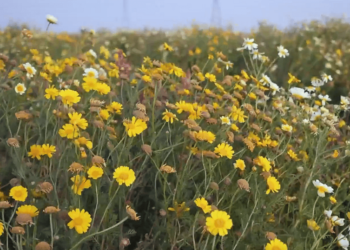 محمية الفريح برفحاء..وجهة سياحية فريدة ومقصد للزوار