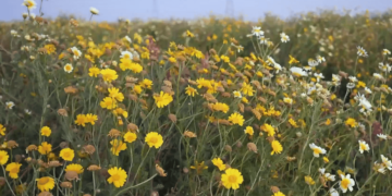 محمية الفريح برفحاء..وجهة سياحية فريدة ومقصد للزوار