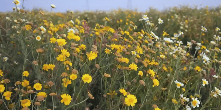 محمية الفريح برفحاء..وجهة سياحية فريدة ومقصد للزوار