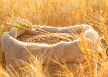 طرح المناقصة الأولى لهذا العام لاستيراد 595 ألف طن قمح