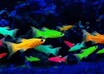 السعودية تفتح أسواقها أمام أسماك الزينة البرازيلية