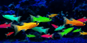 السعودية تفتح أسواقها أمام أسماك الزينة البرازيلية