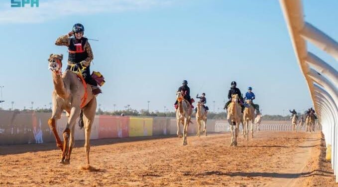 ارتفاع أعداد المشاركين في مهرجان خادم الحرمين الشريفين للهجن 2025