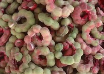 اللوز الهندي في جازان.. ثمار استوائية في أبهى مواسمها