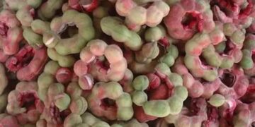 اللوز الهندي في جازان.. ثمار استوائية في أبهى مواسمها