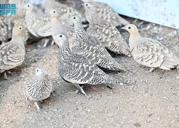 طائر القطا في جازان.. رمز للجمال والإلهام في الشعر والأدب