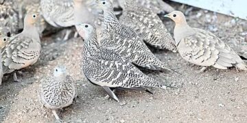 طائر القطا في جازان.. رمز للجمال والإلهام في الشعر والأدب