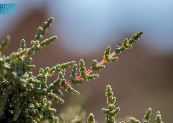 “نبات الفِرس” في الحدود الشمالية.. يعود للظهور بعد انقطاع لعقود