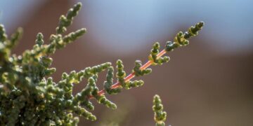 “نبات الفِرس” في الحدود الشمالية.. يعود للظهور بعد انقطاع لعقود