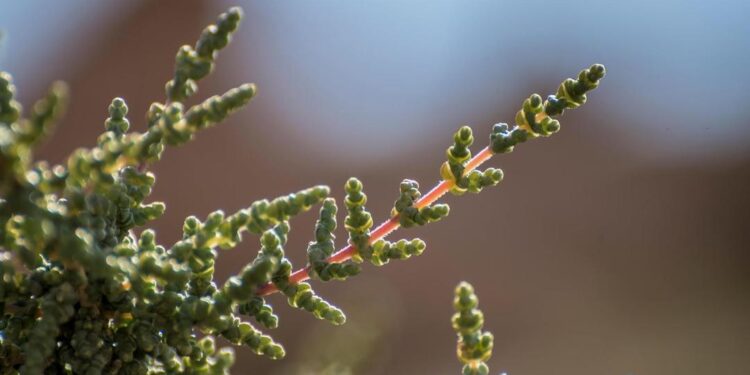 “نبات الفِرس” في الحدود الشمالية.. يعود للظهور بعد انقطاع لعقود