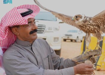 إقبال واسع وأجواء تنافسية في مهرجان الصقور بالقصيم
