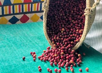 4 أطنان من البُن السعودي” في انطلاق النسخة الثانية من مهرجان البُن برجال ألمع