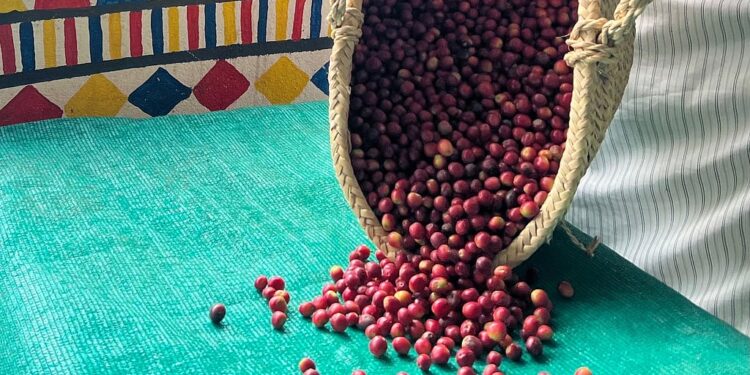 4 أطنان من البُن السعودي” في انطلاق النسخة الثانية من مهرجان البُن برجال ألمع