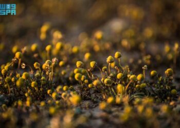 “البابونج الذهبي” يزين صحاري الحدود الشمالية ويجذب عشاق النباتات البرية