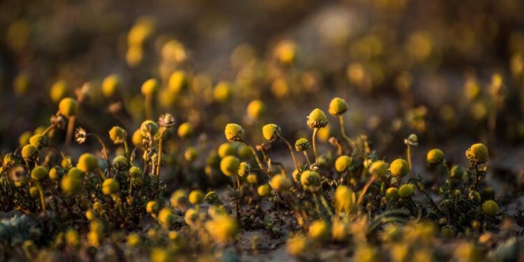 “البابونج الذهبي” يزين صحاري الحدود الشمالية ويجذب عشاق النباتات البرية